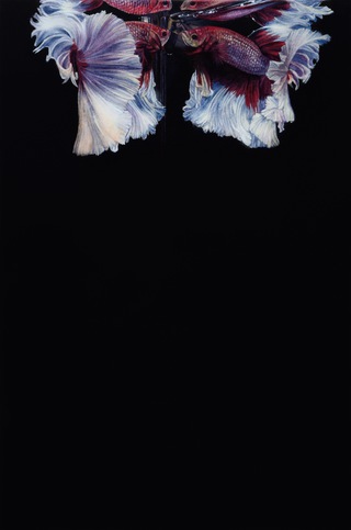 we're/2024/oil on panel/33.5×22cm